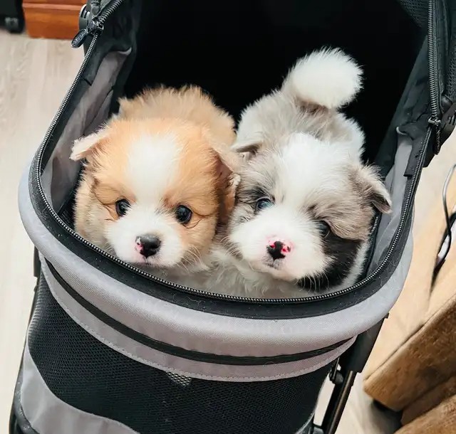 Teacup Parti & Merle Pomeranian Puppies