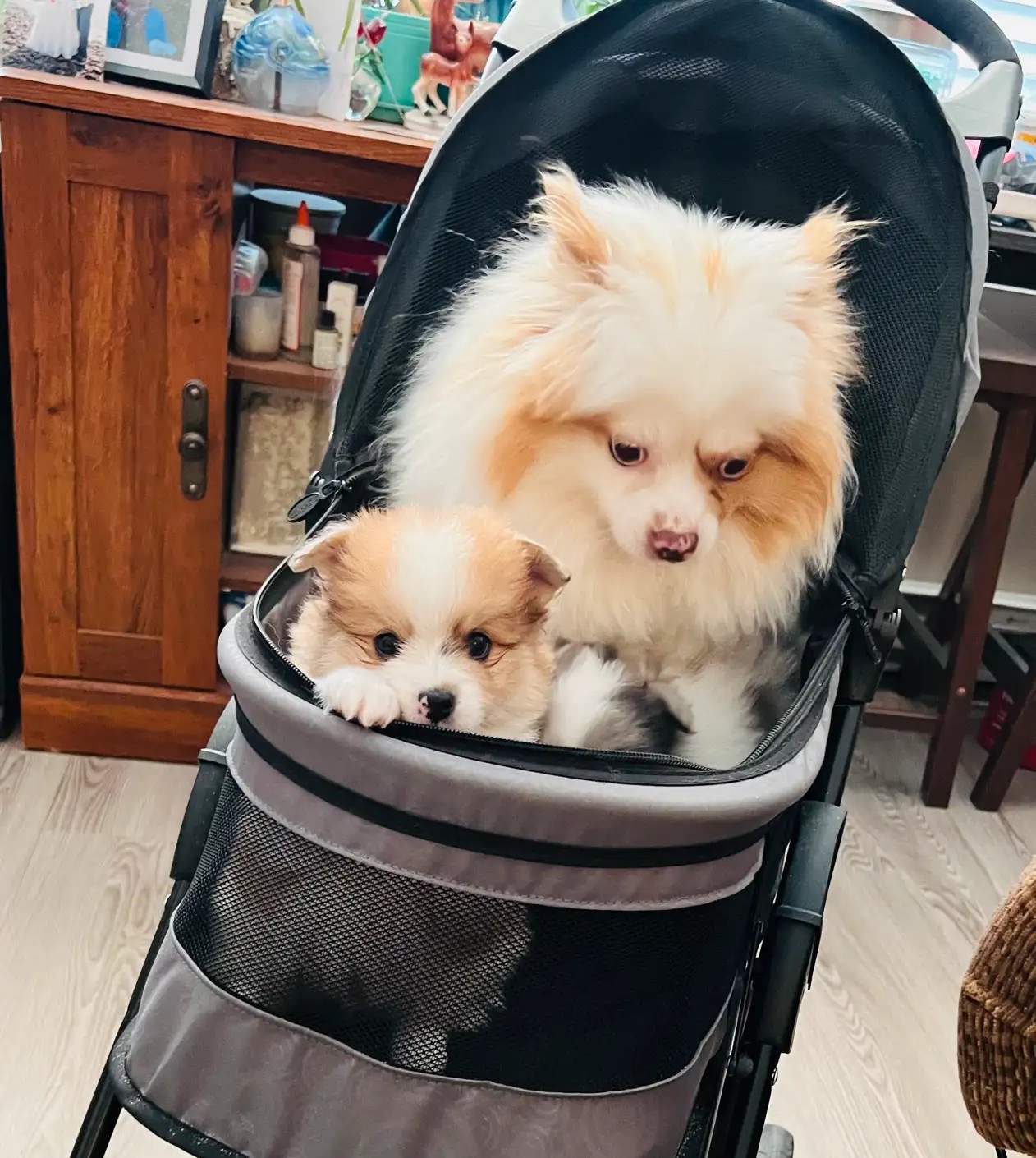 Teacup Parti & Merle Pomeranian Puppies - Image 2