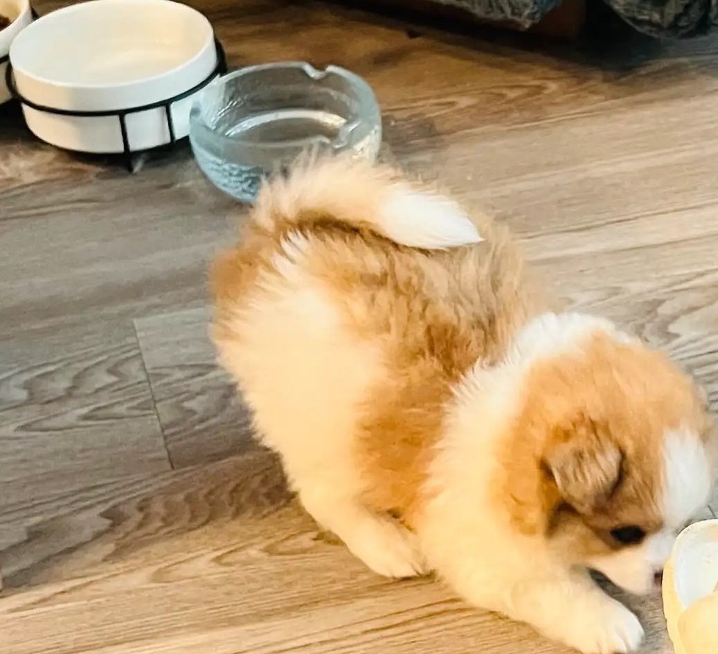 Teacup Parti & Merle Pomeranian Puppies - Image 3