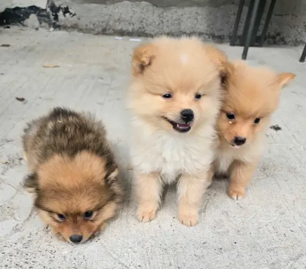 Ultra-Fluffy Teacup Pomeranian Teddy Bears