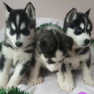 Beautiful Black-Masked Siberian Husky Puppies