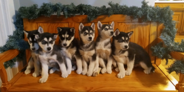 , Bring home purebred Huskies in Dalton GA,