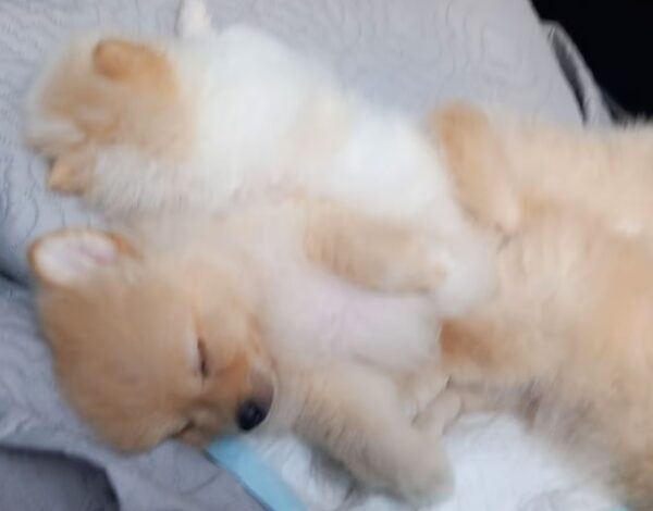 Elite Cream & Apricot Teacup Pomeranians – Premium Teddy-Face Lineage