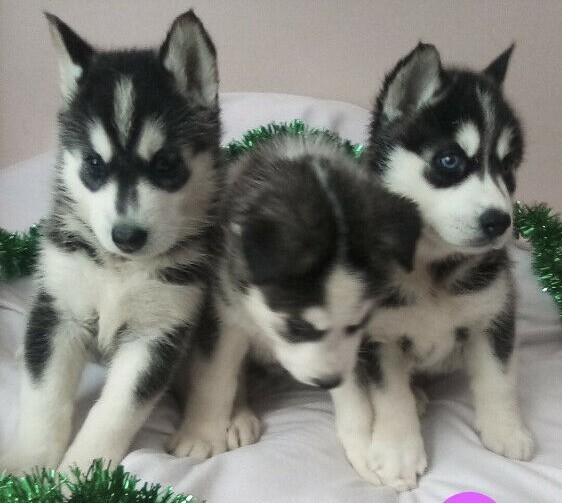 Beautiful Black-Masked Siberian Husky Puppies