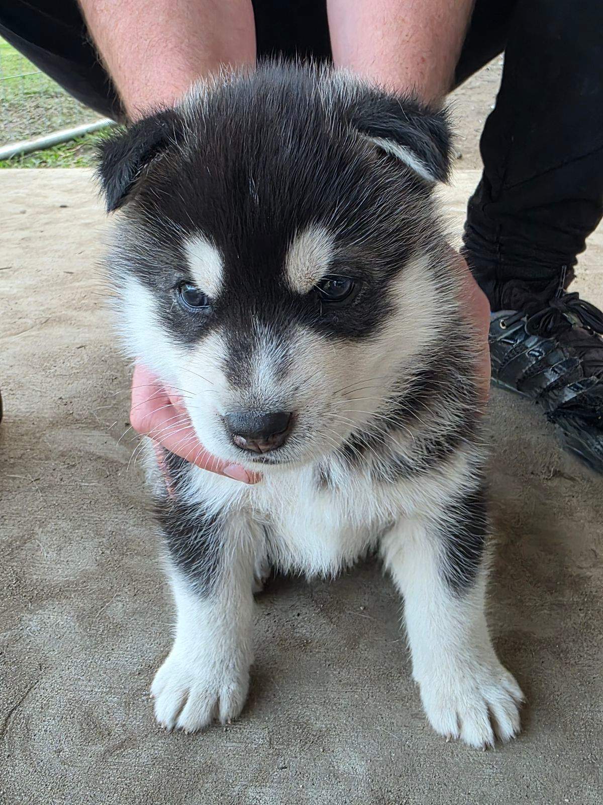 Blue-Eyed Grey/Black/White Males - Image 2