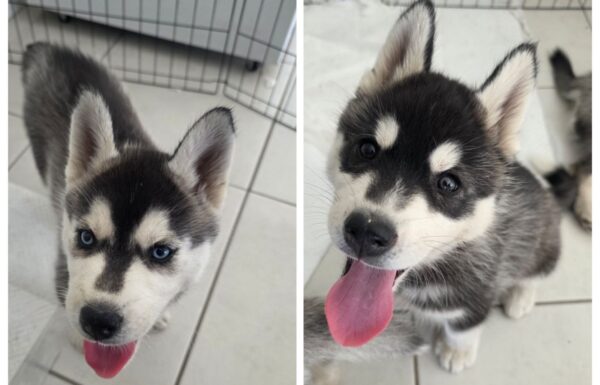 Blue-Eyed Grey/Black/White Males