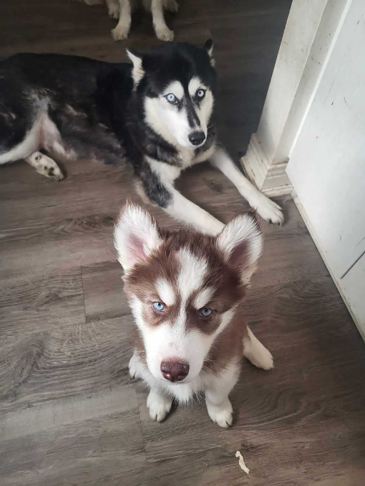 Nena – 7-Week-Old Red & White Siberian Husky Female - Image 2