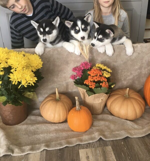 Buy Pomsky Puppy Noiw