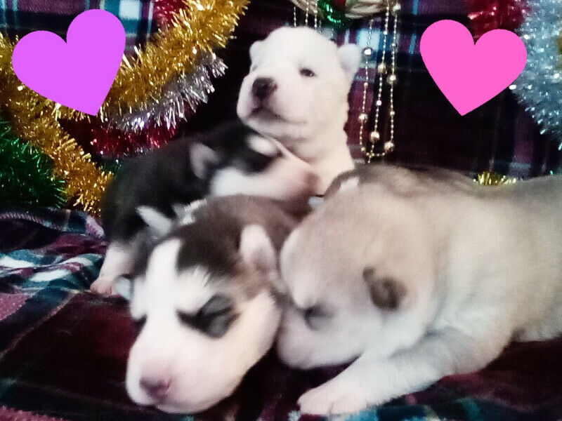 Beautiful Black-Masked Siberian Husky Puppies - Image 2