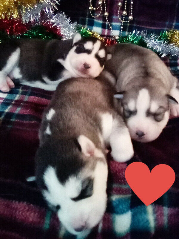 Beautiful Black-Masked Siberian Husky Puppies - Image 3