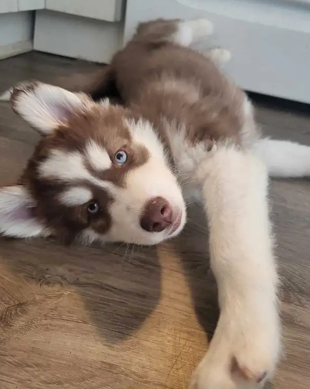 Nena – 7-Week-Old Red & White Siberian Husky Female