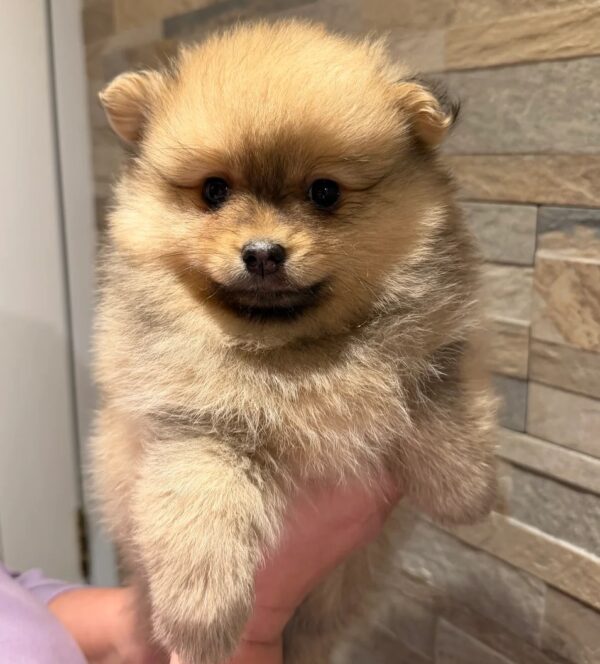 Teacup Pomeranian Kingston Ontario,