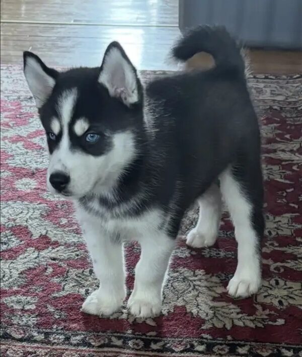 Black-and-white Husky pup,
