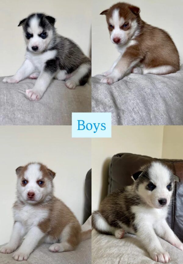 Snow-Kissed Husky Puppies Ready for Loving Homes